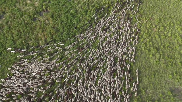Cap Sud Ouest Landes -Au pays de la résine