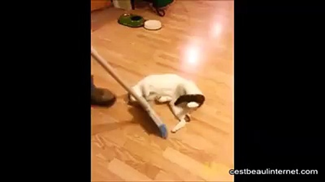 jouer au curling avec son chat
