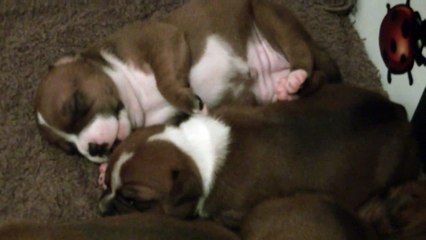 24ème vidéo de la 19ème portée  de chiots staffie de Staffordland