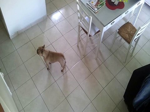 Bouledogue Français qui pleure