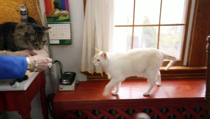 Sourde, elle apprend la langue des Signes à ses chats