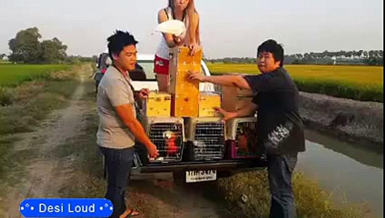 Amazing - Desi Loud