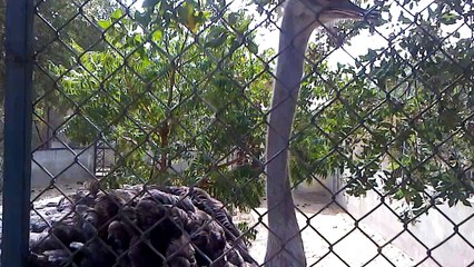 Shutar Murgh Big Gobbler