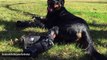 Rottweiler Learns To Walk With Four Prosthetic Limbs