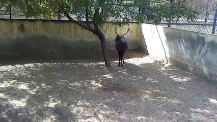 Black Barasingha Swamp Deer