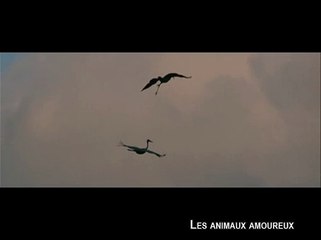 LES ANIMAUX AMOUREUX - Bande-annonce