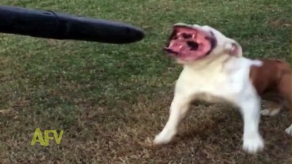 Bulldog Loves the Leaf Blower