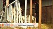 Koe werpt drieling in Sebaldeburen - RTV Noord