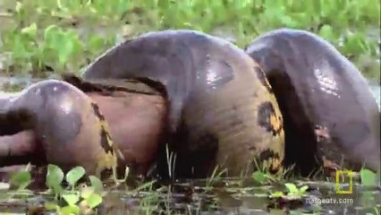 5 Grown Men Vs. 1 Big Snack - Animal Fighting Video -