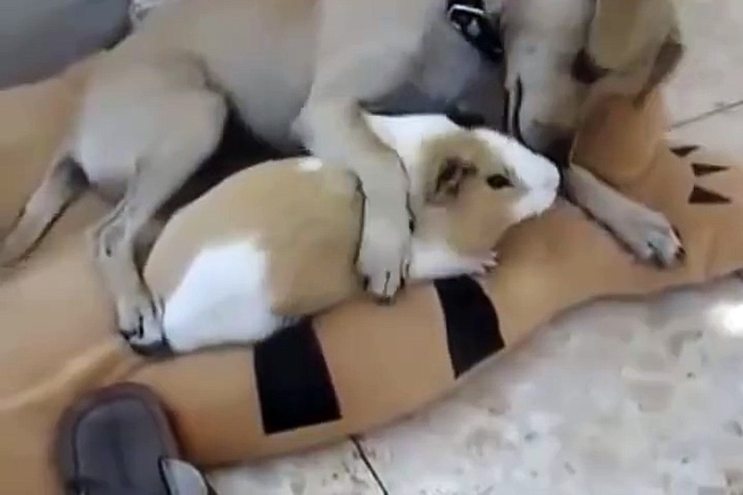 Lovely dog likes guinea pig