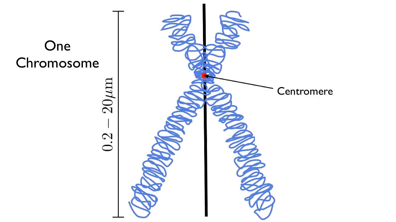 Cell Cycle and Mitosis