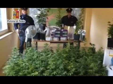 Palermo - Zen, scoperta piantagione di marijuana nelle fognature (26.03.15)