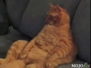 Garfield Le Chat Existe En Vrai Video Dailymotion