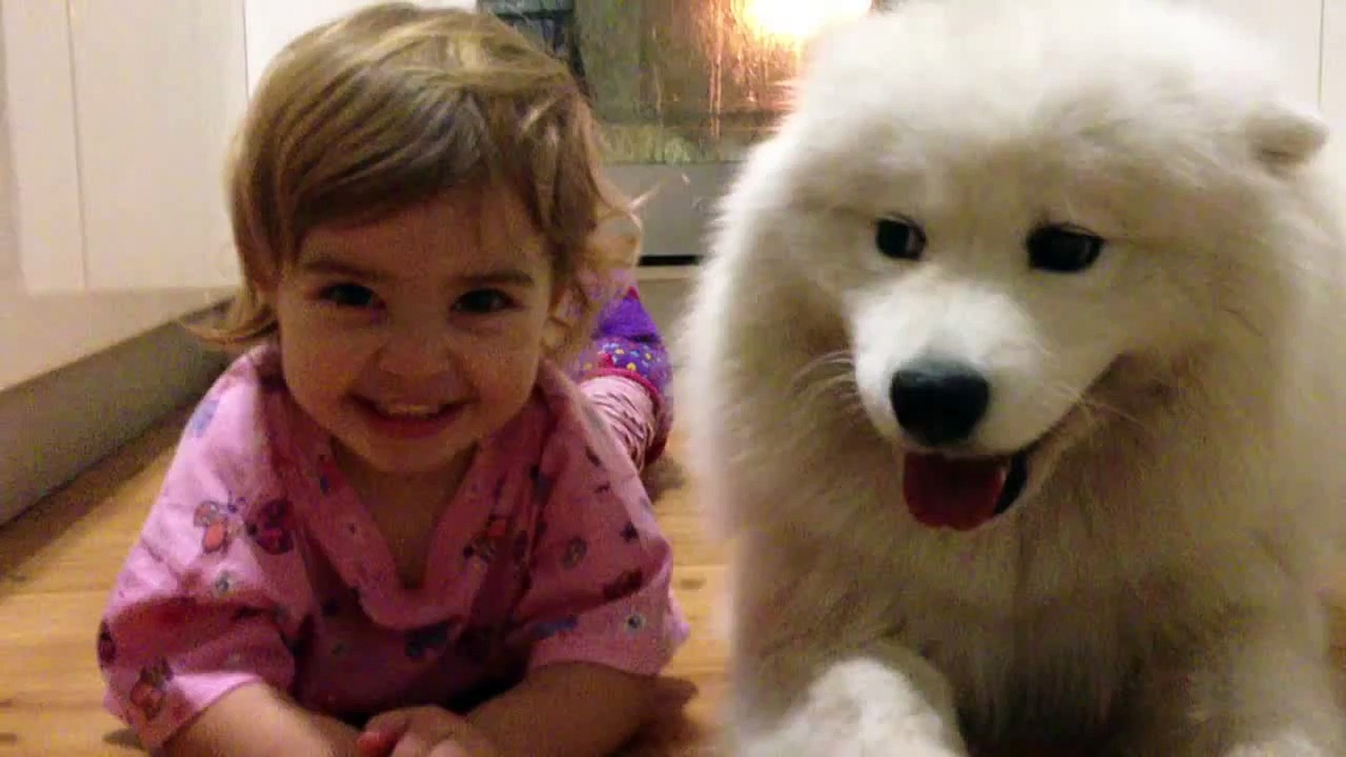 baby samoyed puppies