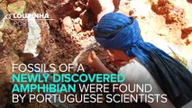 Fossils Of Massive Ancient Amphibian Uncovered in Portugal