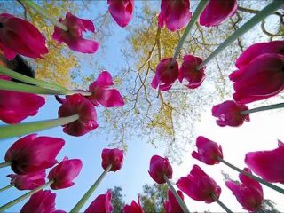 Gurup Sema Şanlıurfa Hz İbrahim İlahisi