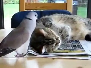 Kedi ve Kumru'nun Dostluğu