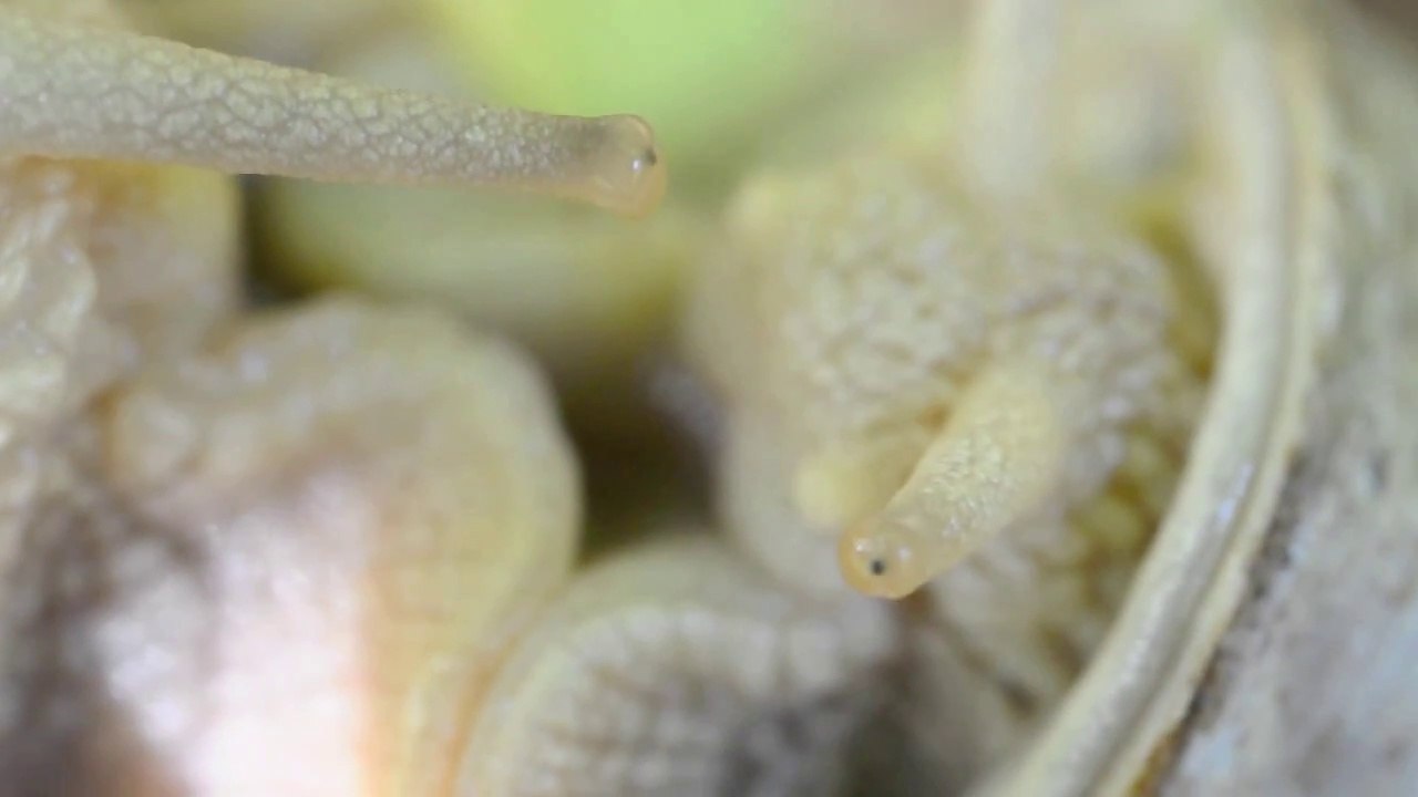 Voodoo Blues DELUXE part3 - Angel of SORGHO