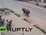 Un rinoceronte aterroriza a una ciudad de Nepal