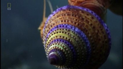 Ksztalt Zycia Walka o Przetrwanie Dokument