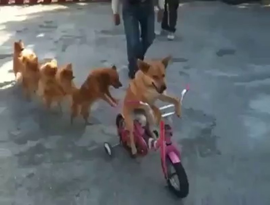Köpekler tren yapmış