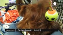 Baby orangutan arrives in UK rescue centre - no comment