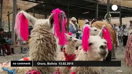 Bolivians sacrifice llamas in local mining tradition - no comment