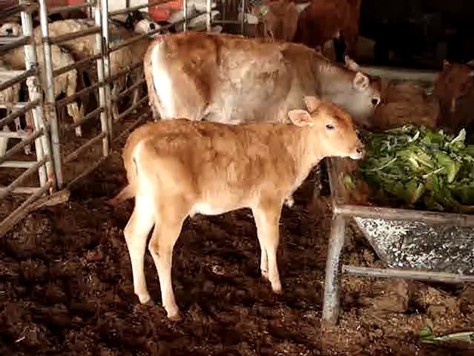 Local Cow Calf