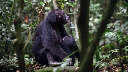 CHIMPANZÉS - Bande-annonce