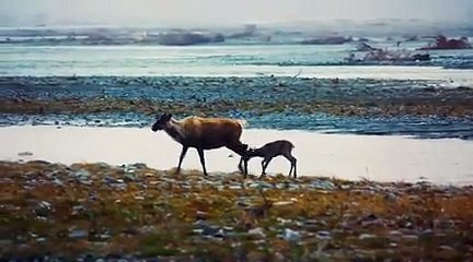 TO THE ARCTIC 3D - Bande-annonce