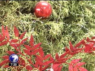 Bomberos le pide a la gente que se deshaga de forma responsable de los árboles de navidad