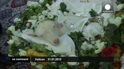 Pope Francis blesses lambs for feast of St. Agnes - no comment