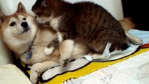 5 Funny animals videos, Witzige Tiere Videos, Divertidos videos de animales