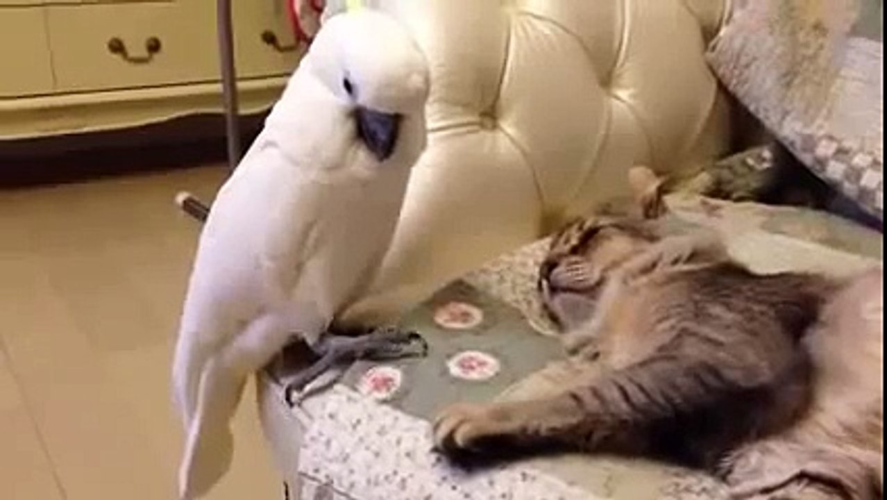 #Кот и попугай! Нет, нет это не я! #ПРИКОЛ!