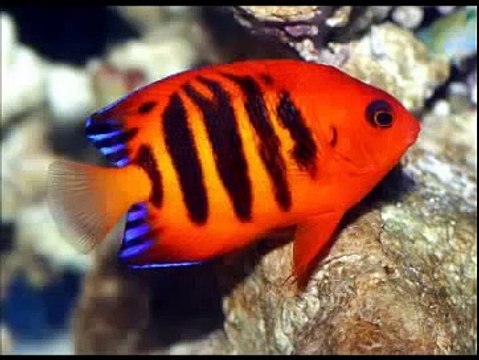 10 Most Stunning and Colorful Fish in The World ~ Best Funny Animals 20141