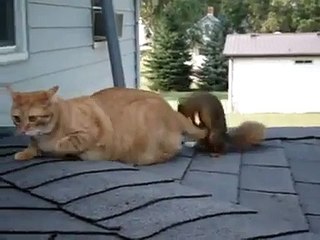 Cat and squirrel are best friends