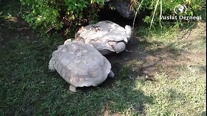 Ters Dönen Kaplumbağaya Arkadaşının Şefkat ve Merhameti