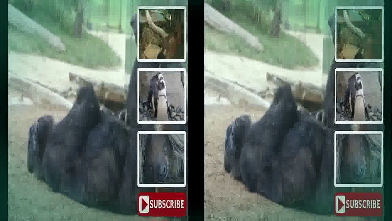 Baby gorilla born by C-section goes on outing with mom