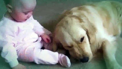 My Cute Baby Steals Bone From Golden Retriever lol
