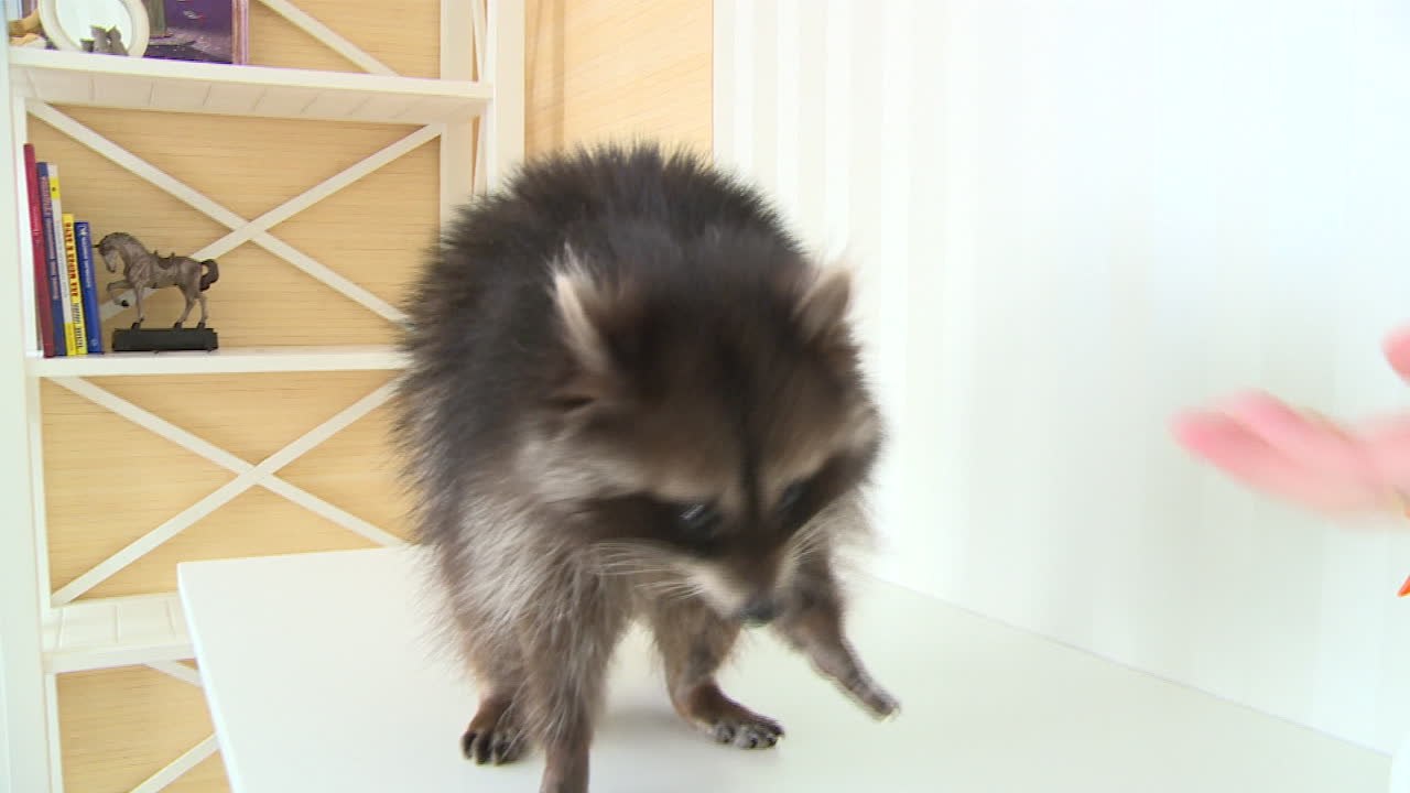 Un raton laveur comme animal de compagnie, ça vous tente ?