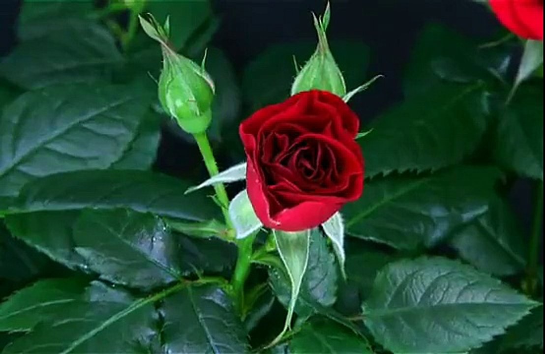 Розата