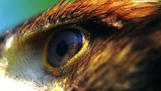 Harris Şahininin Kınalı Keklik Avı