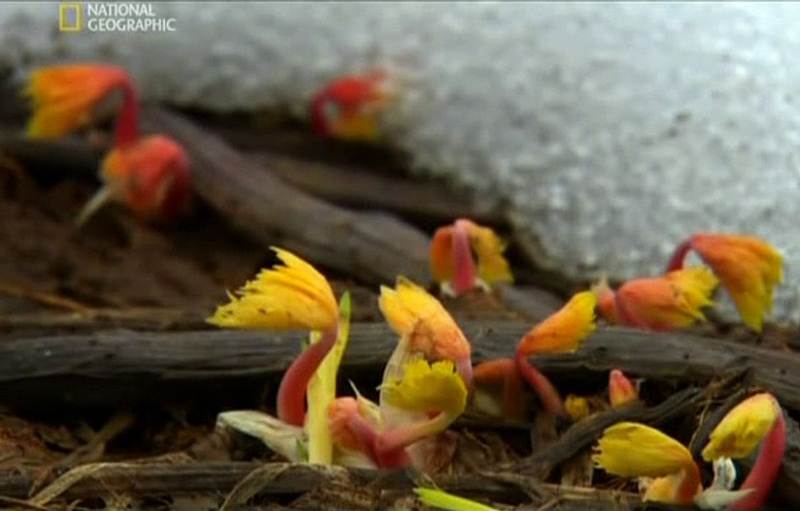 Dzika Rosja Kamczatka Dokument