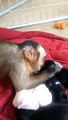 Monkey and his new puppies - monkey playing wiht puppies