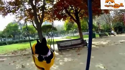 Puppy Dog Funny Video - Puppy Cute Dogs Video 2015 HD - YouTube