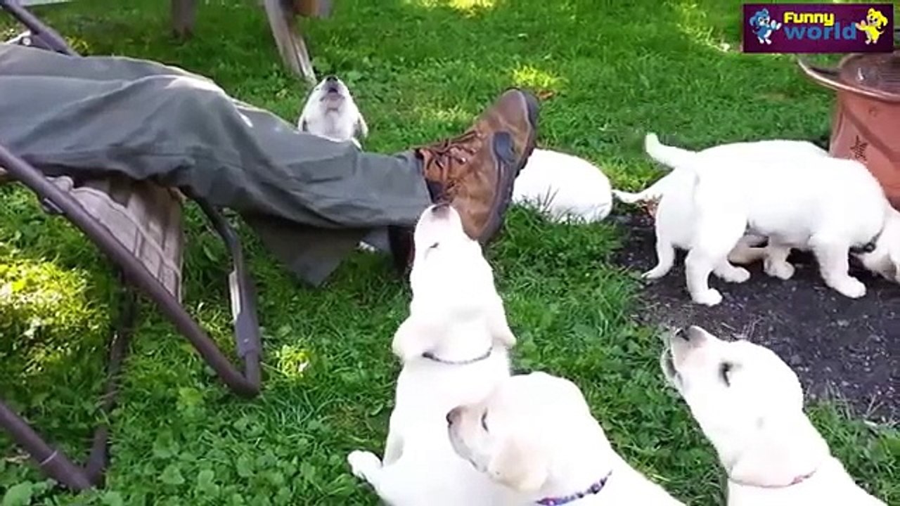 Funny Videos - Cute Puppies Dogs Compilation 2015 - Dog Videos 2015 - 720p - YouTube_2