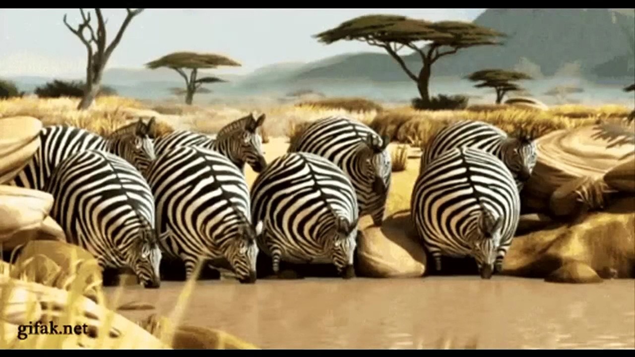 Crazy and Funny Animals Compilation