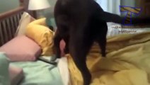 Cute dogs waking up owners - Funny dog compilation