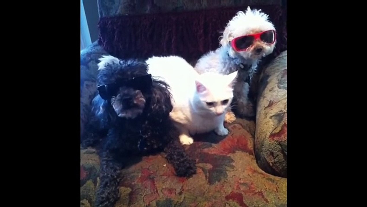 Dog Vines - Most Amazing 30 MINUTES of Dogs and Puppy Vines Compilation!