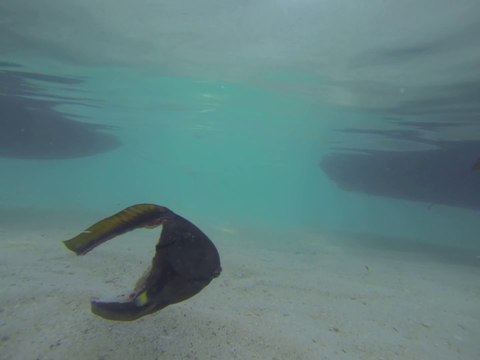 Une moitié de poisson nage tranquillement!